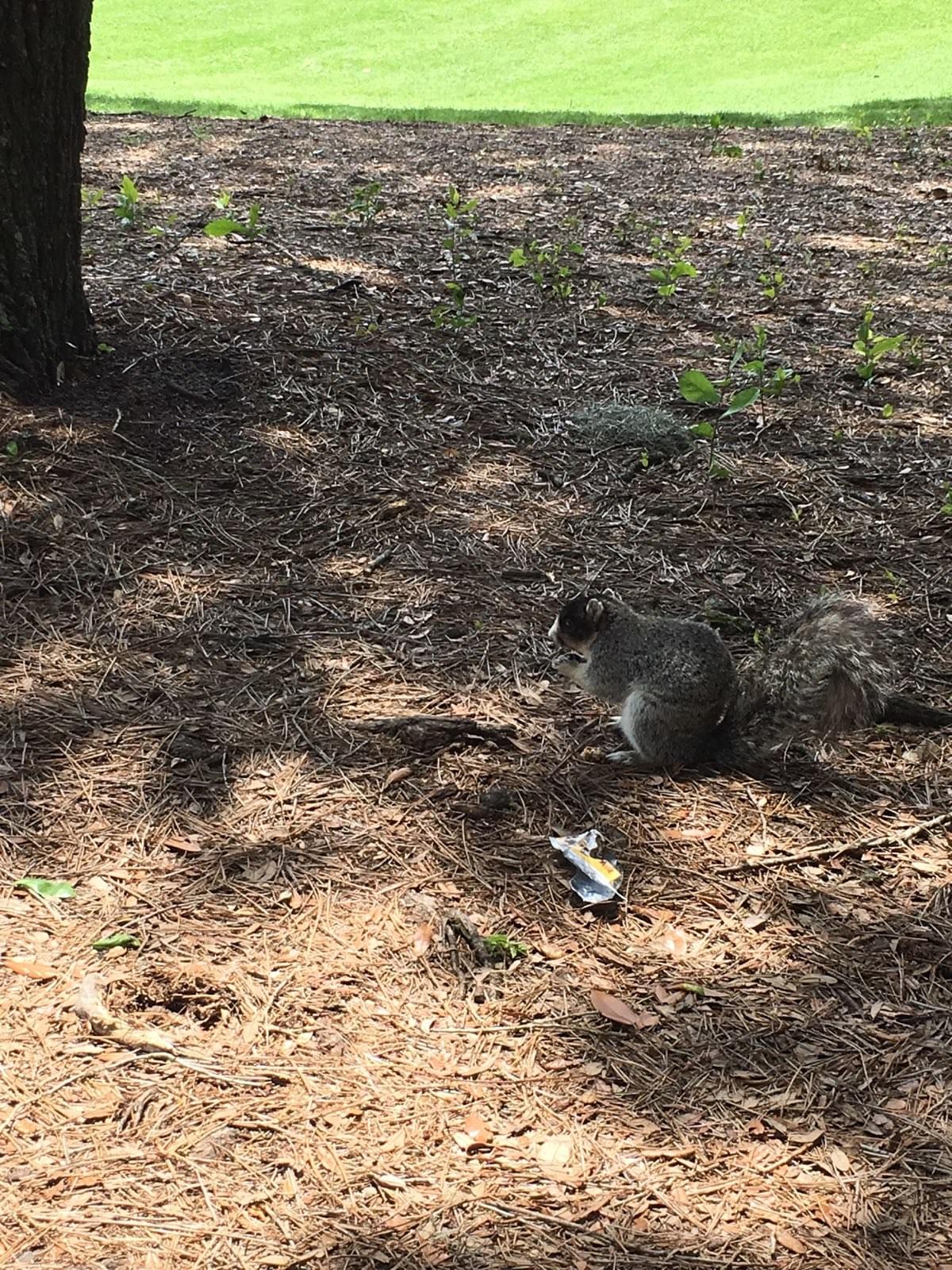 Thief !! - A raccoon thief stole Polak's snack